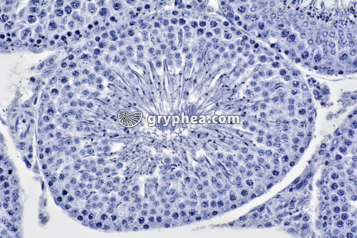 Testicule de Cobaye x100 - gryphea.com